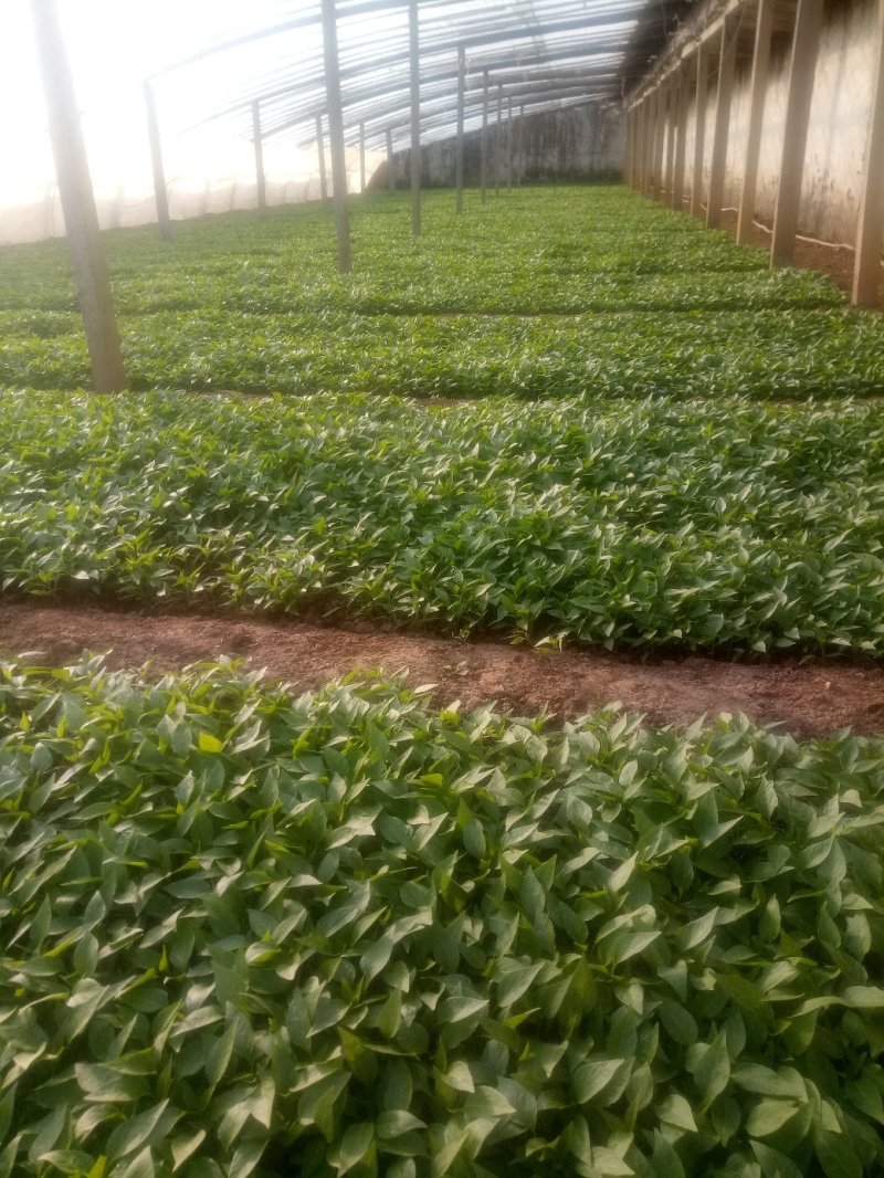 圆茄子苗保质保量茄子苗包邮欢迎实地考察。价格