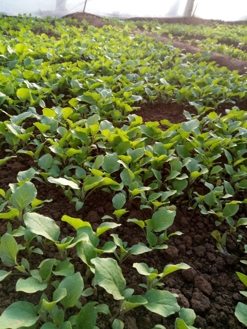 圆茄子苗保质保量茄子苗包邮欢迎实地考察。价格