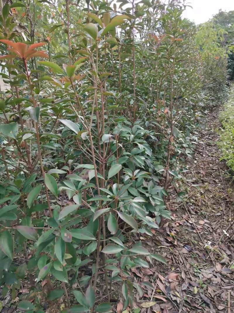 厚皮香、朱血木、华南厚皮香种子种苗