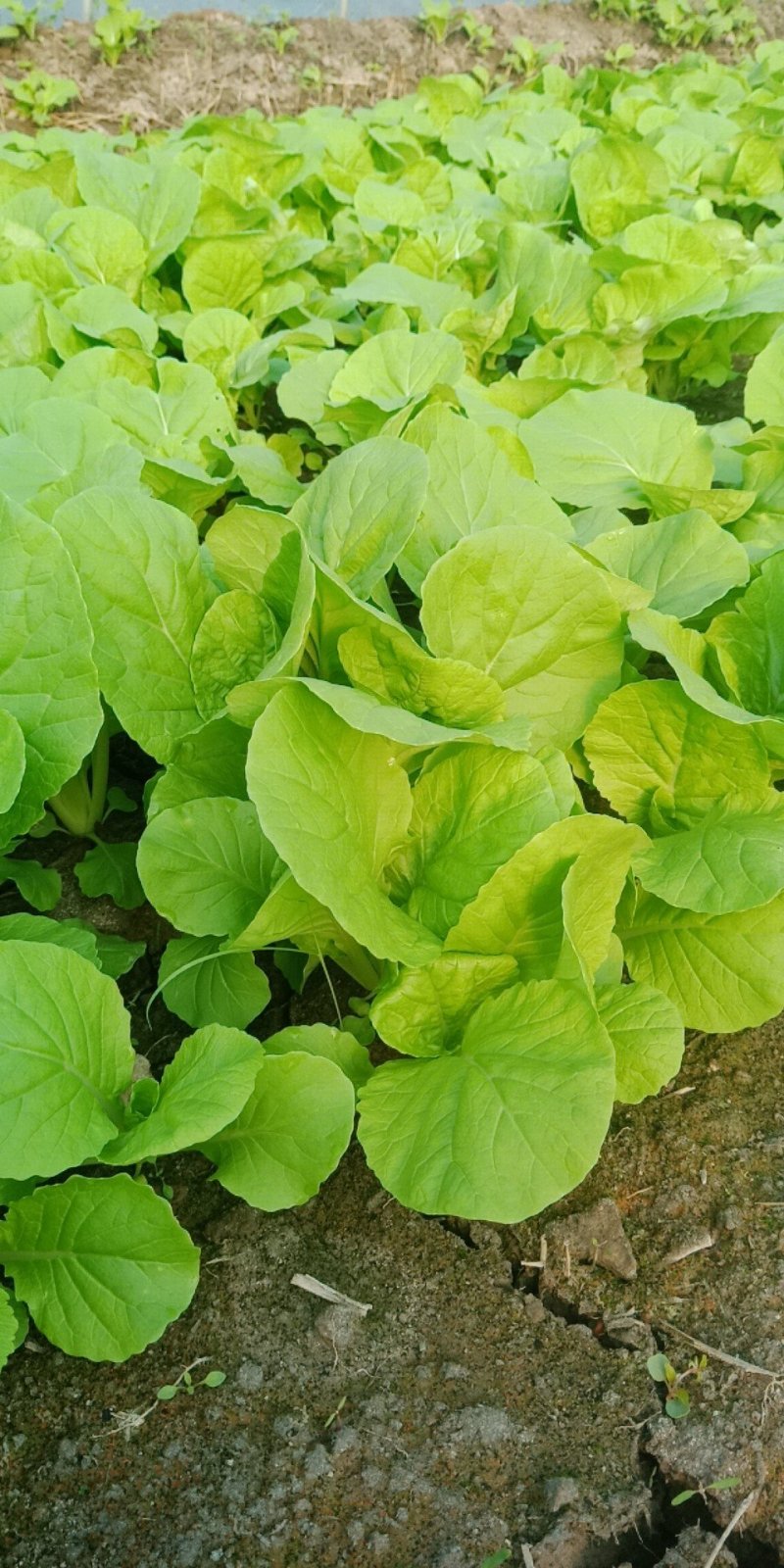 芹菜茼蒿