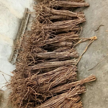 正宗野生八月瓜大苗二年可结果