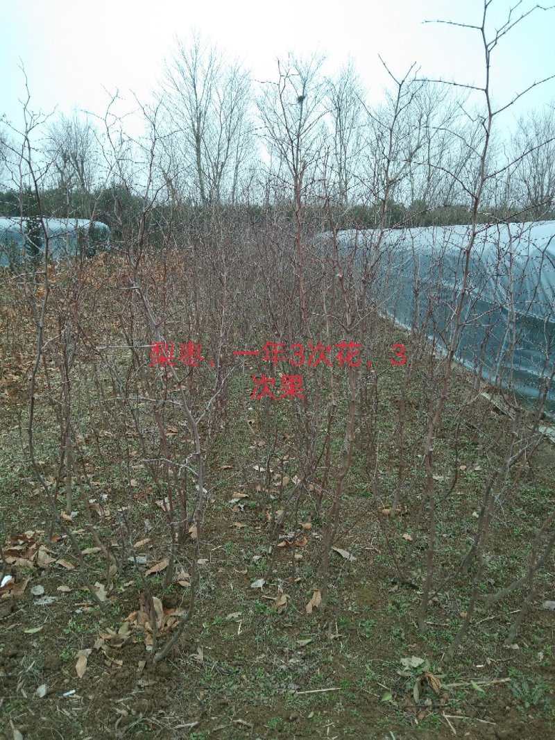 大量出售桂花小苗1-14公分精品