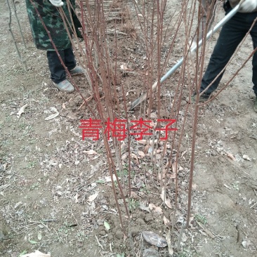 大量出售桂花小苗1-14公分精品
