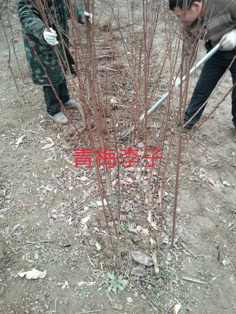 大量出售桂花小苗1-14公分精品