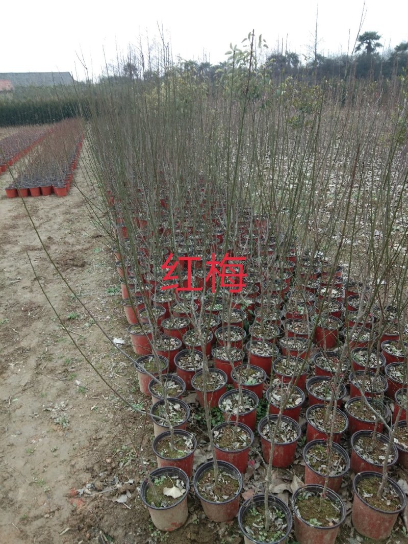 大量出售桂花小苗1-14公分精品