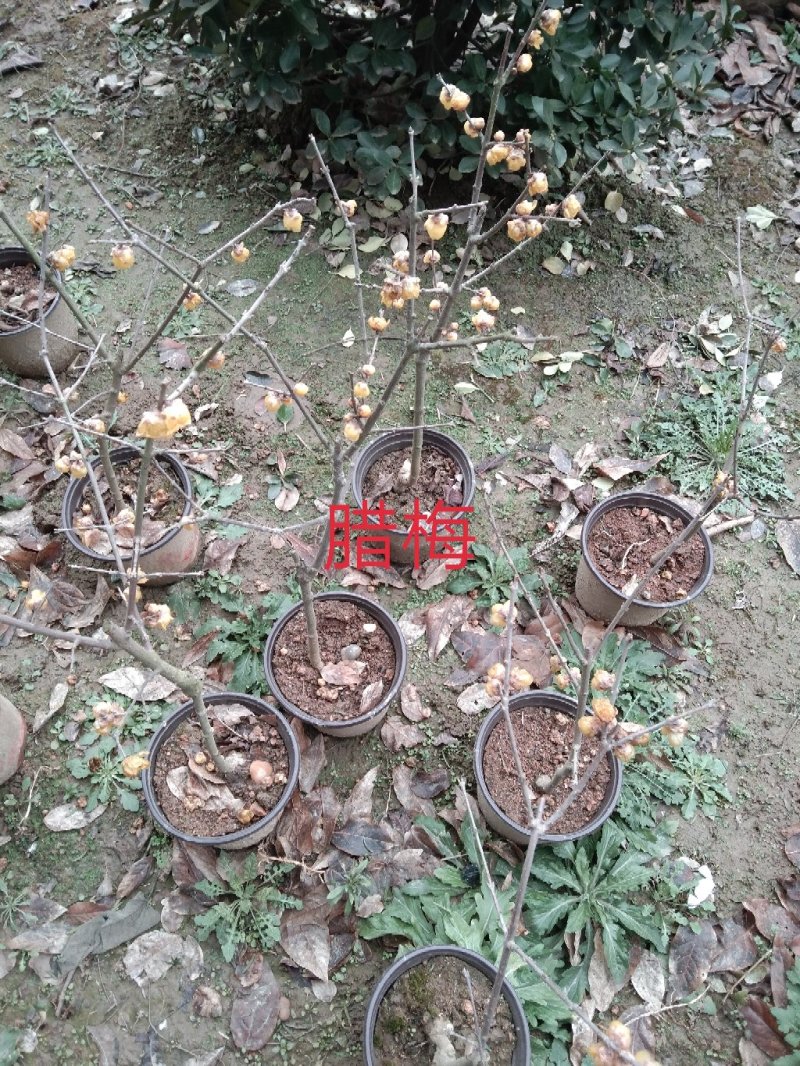 大量出售桂花小苗1-14公分精品