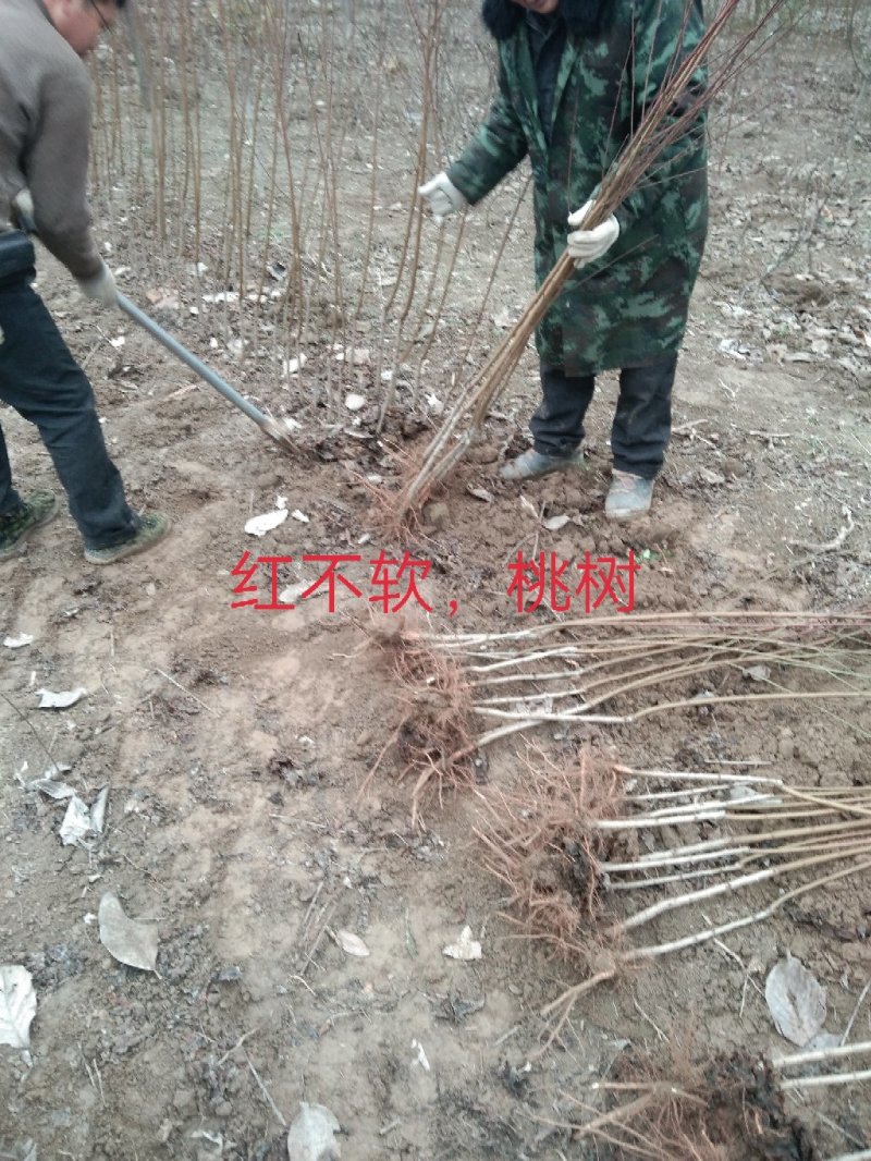 大量出售桂花小苗1-14公分精品