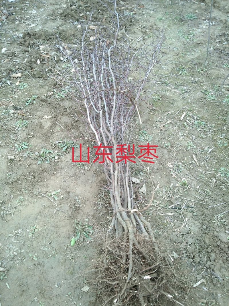 大量出售桂花小苗1-14公分精品