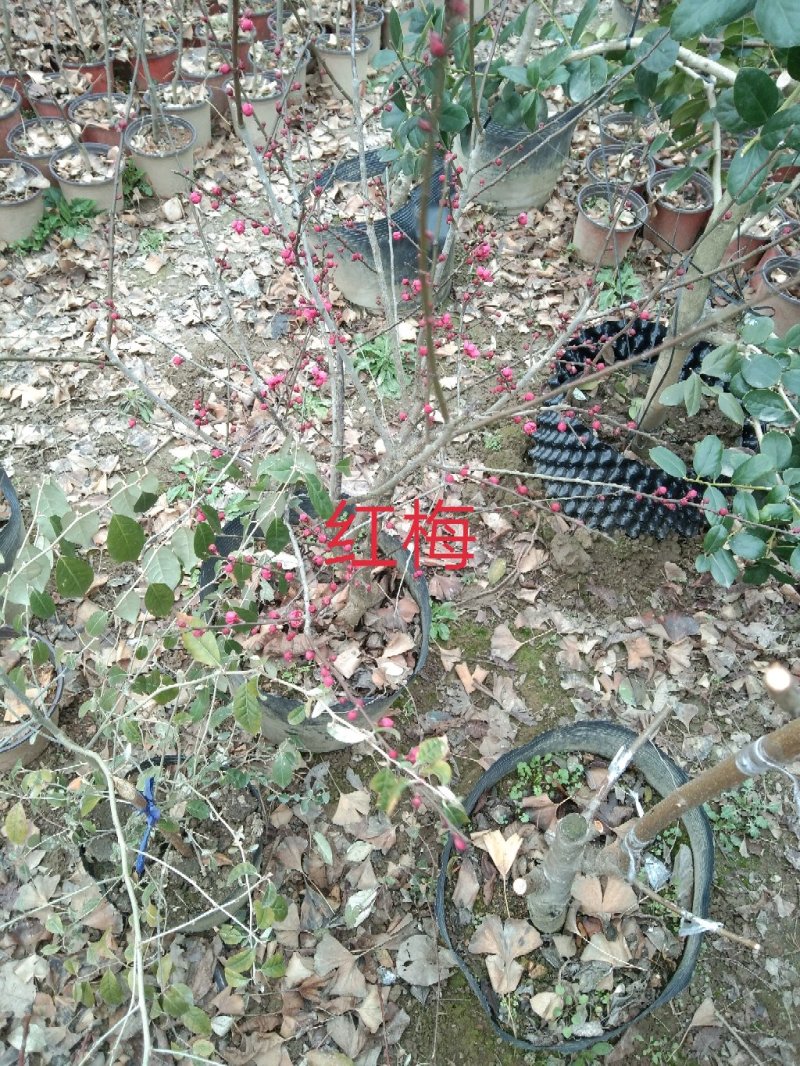 大量出售桂花小苗1-14公分精品