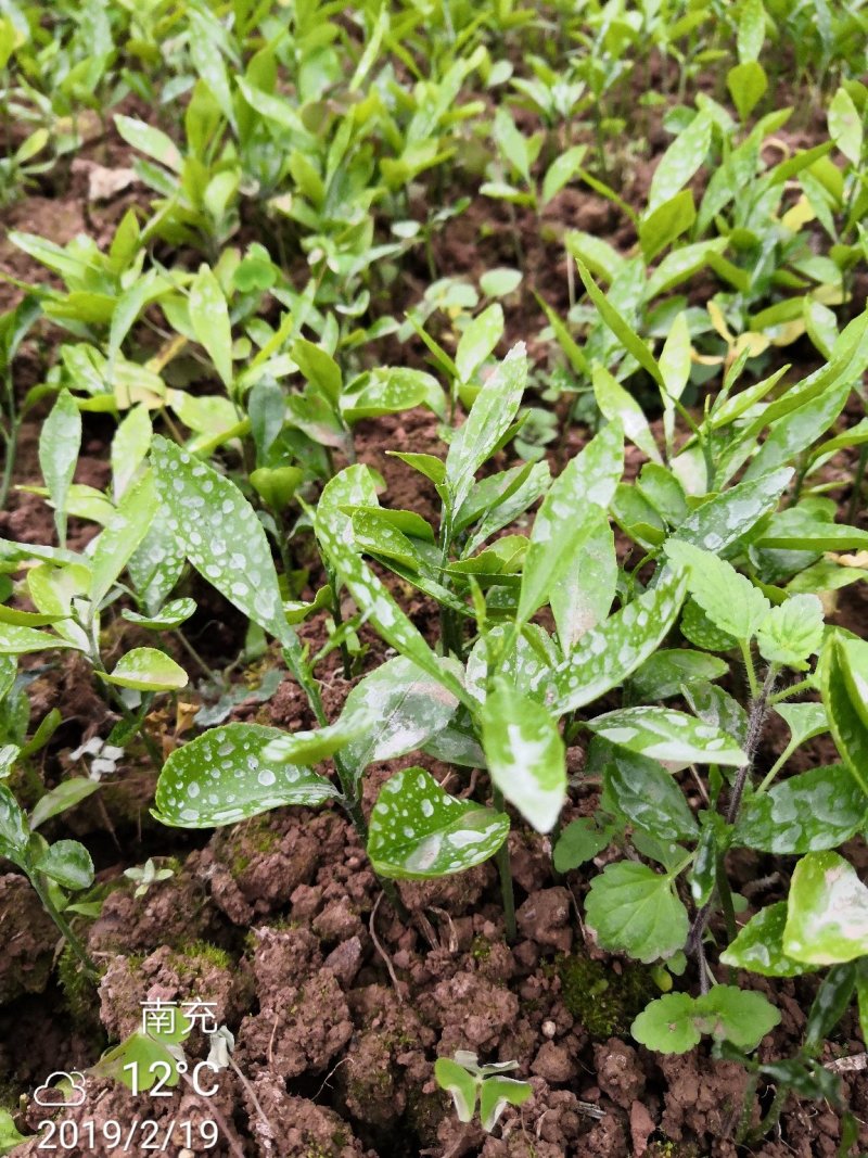 香橙占木50万株接受定向嫁接各种优新柑橘苗