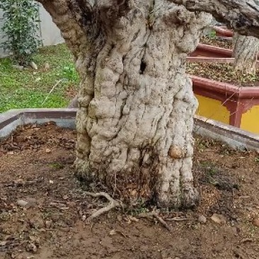 石榴景观树