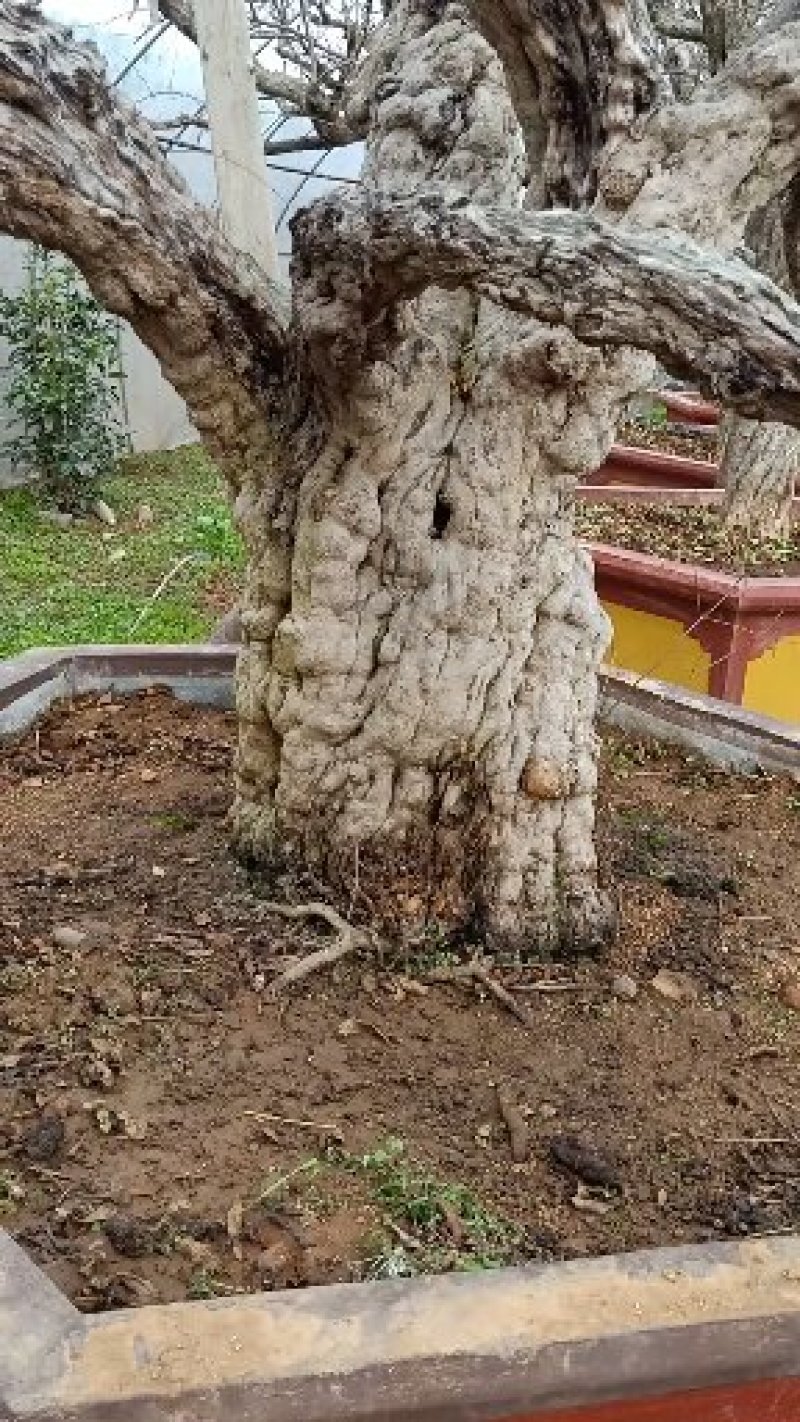 石榴景观树