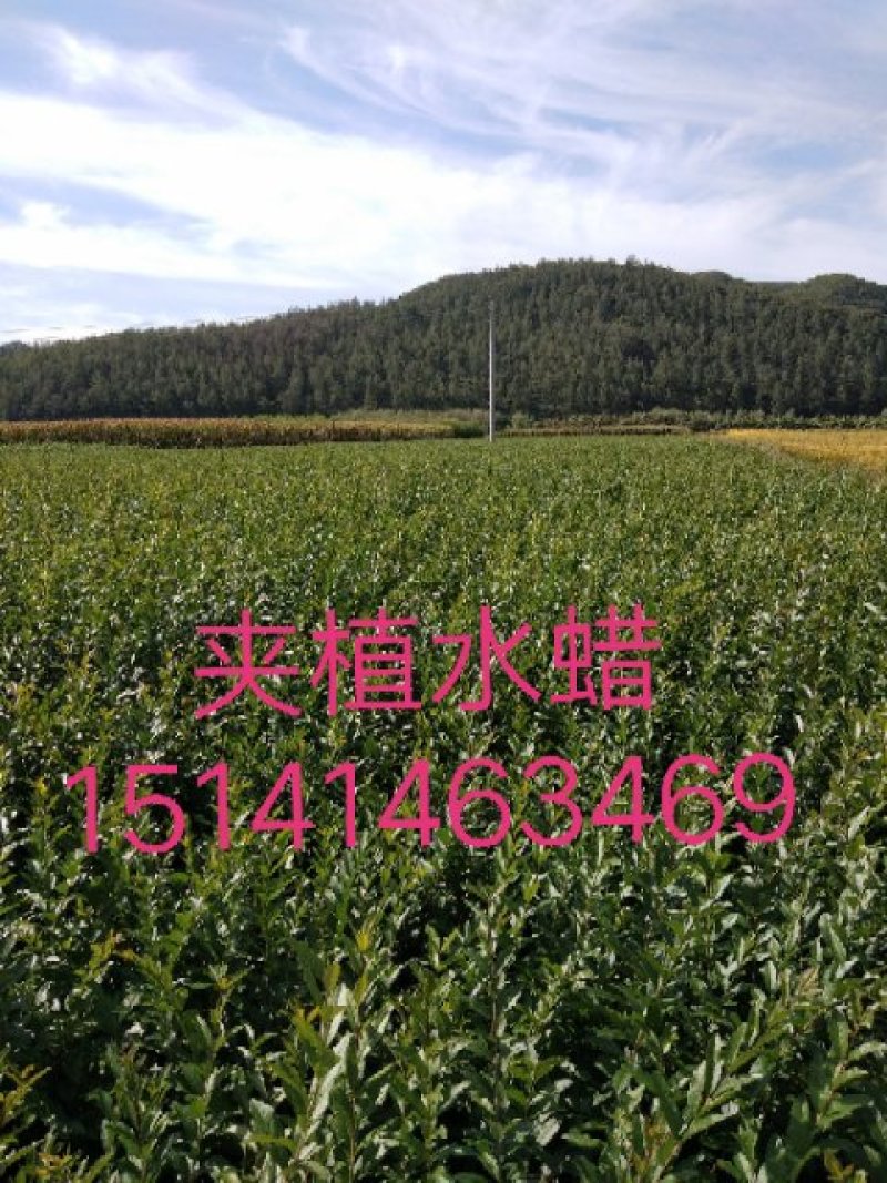 急急售山地