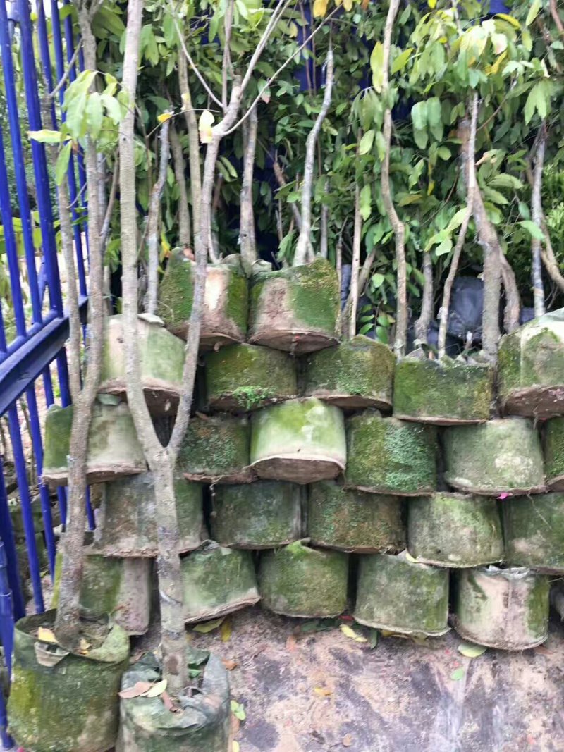 龙眼树苗(15x18中杯苗)带叶带原土，产地直销