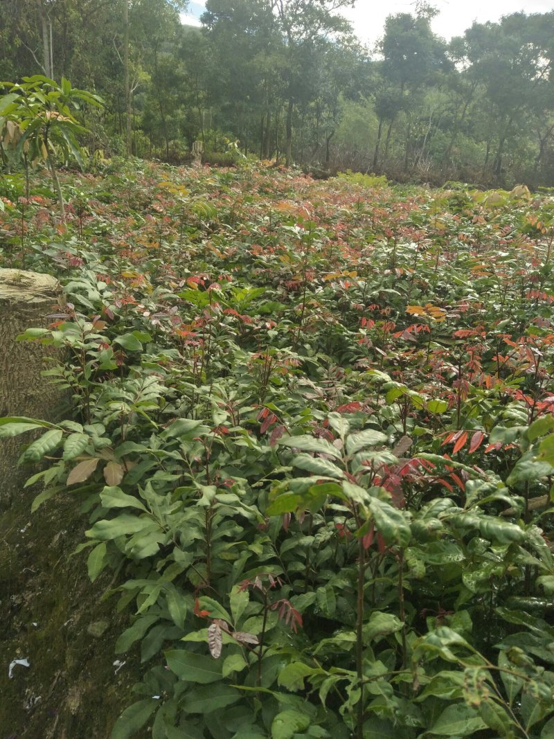 龙眼树苗(15x18中杯苗)带叶带原土，产地直销