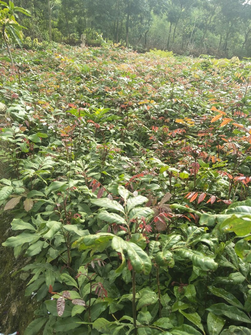龙眼树苗(15x18中杯苗)带叶带原土，产地直销