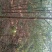 三公分到15公分苦楝