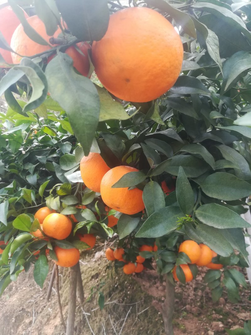 沃柑云南沃柑水分足糖度高质量保证欢迎咨询