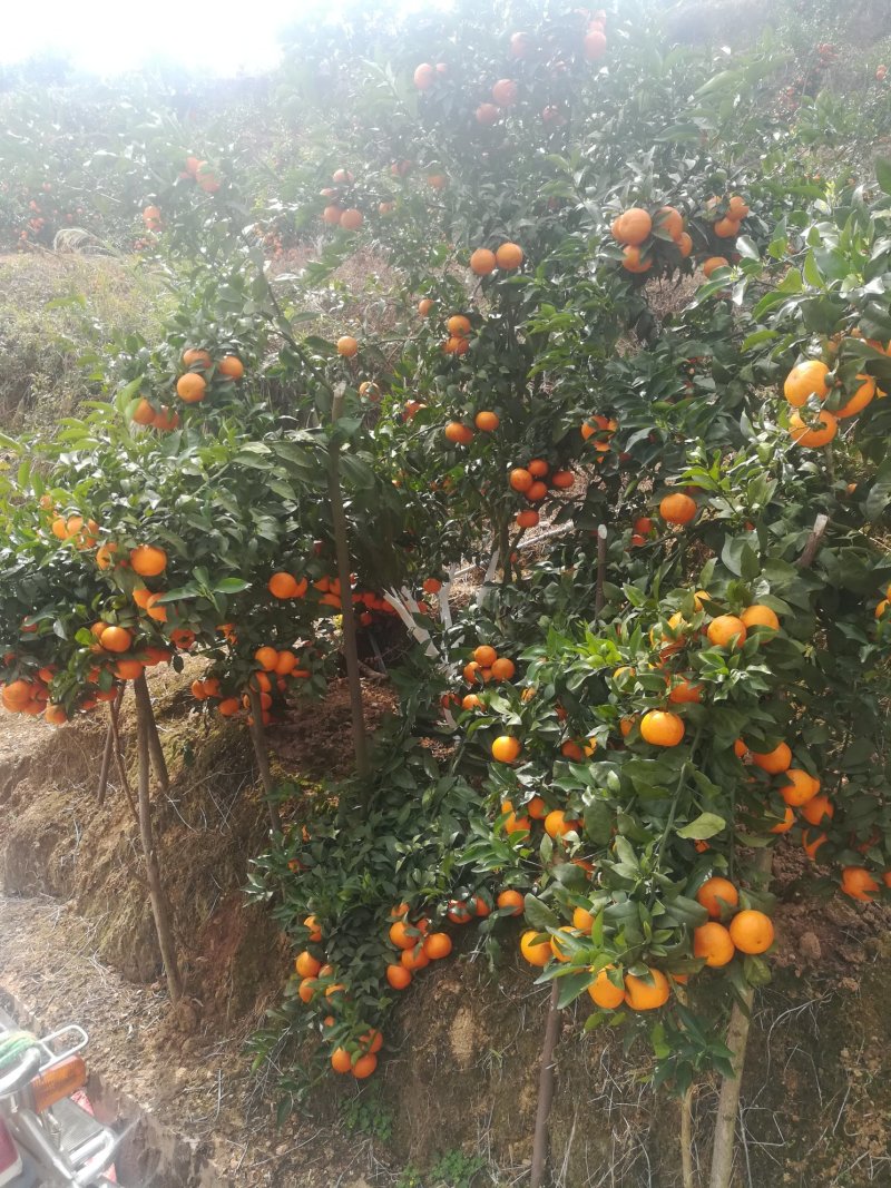 沃柑云南沃柑水分足糖度高质量保证欢迎咨询