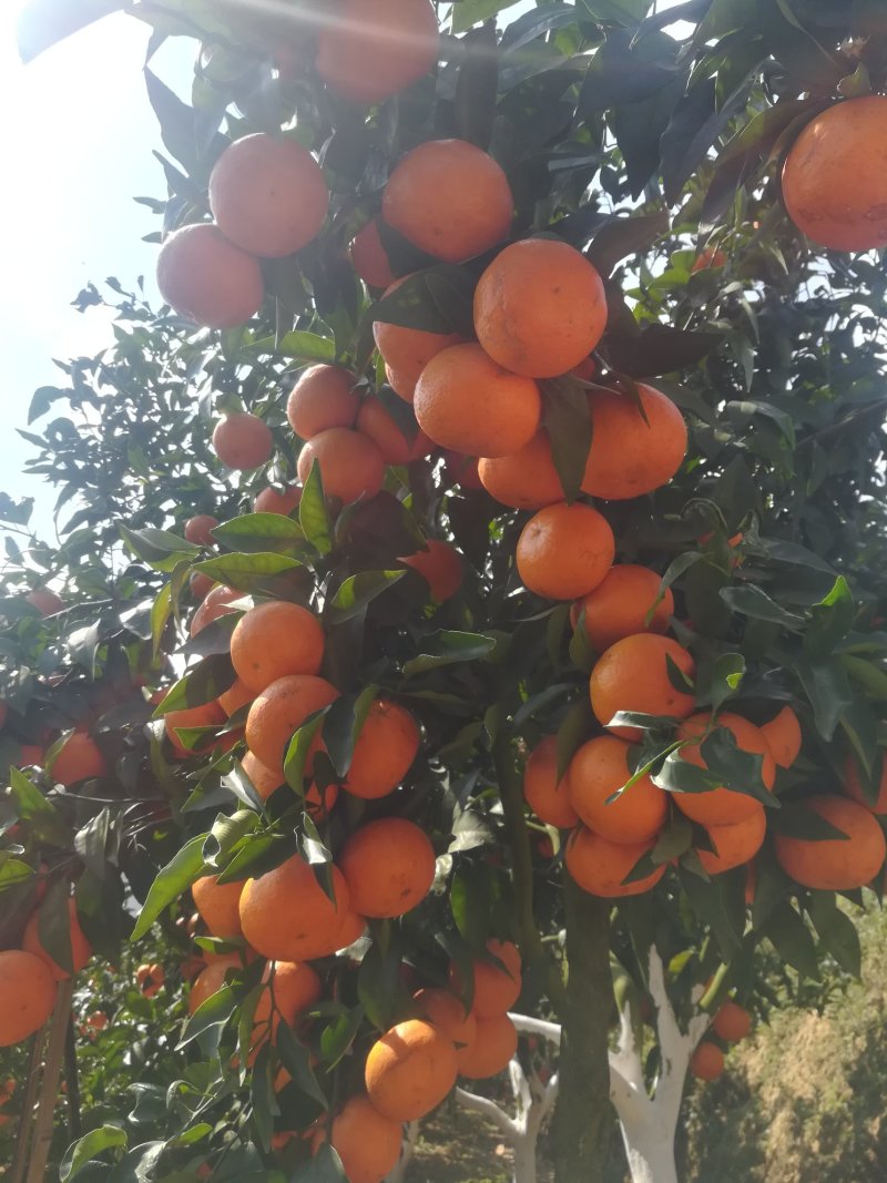 沃柑云南沃柑水分足糖度高质量保证欢迎咨询
