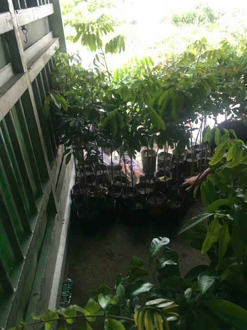 保证正品甜杨桃果树苗(四季结果)原土杯带叶带原土发苗