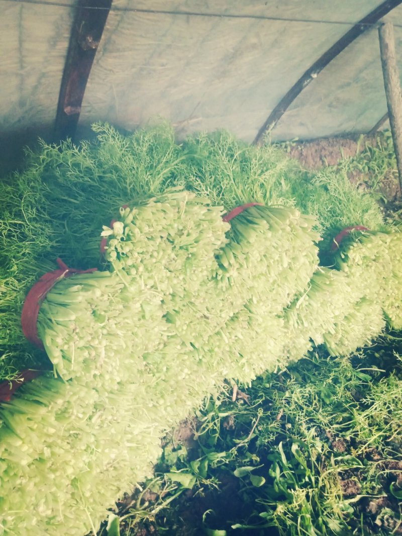 茴香货源充足欢迎朋友骚扰