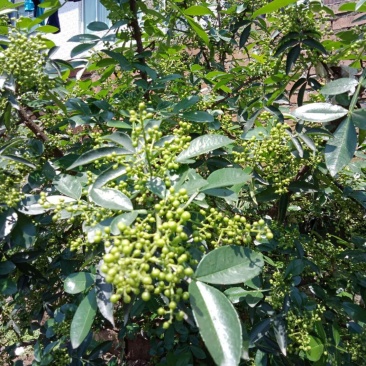 花椒苗，天知椒花椒苗，藤椒苗