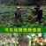 广西容县沙田柚树苗红心蜜柚苗现挖现发成活率98%死苗补发