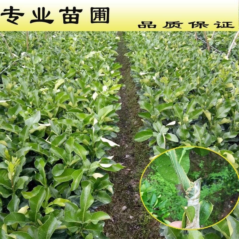 广西容县沙田柚树苗红心蜜柚苗现挖现发成活率98%死苗补发
