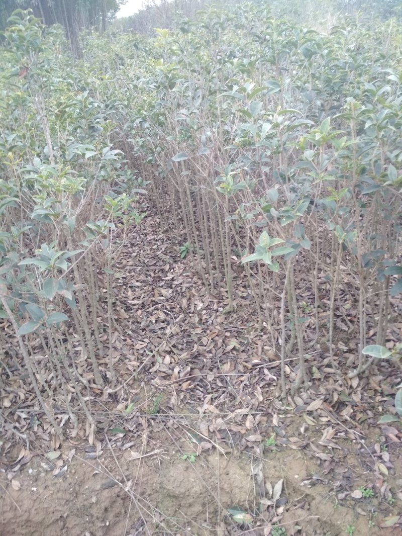 桂花苗嫁接丹桂（红桂）金桂