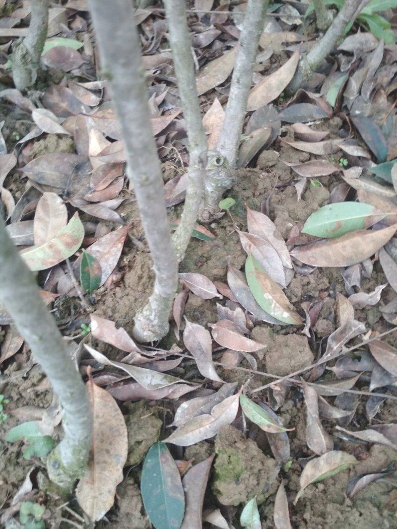 桂花苗嫁接丹桂（红桂）金桂