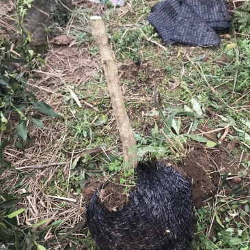 香橙桩头带土球