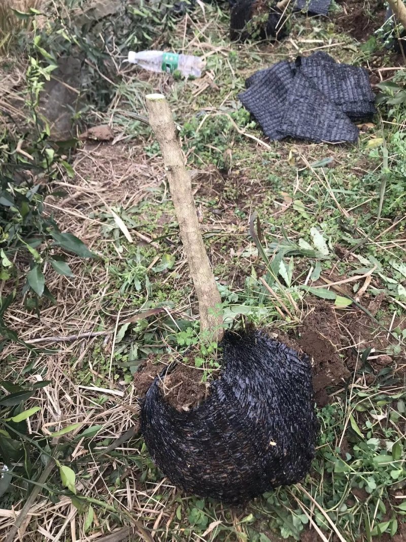 香橙桩头带土球