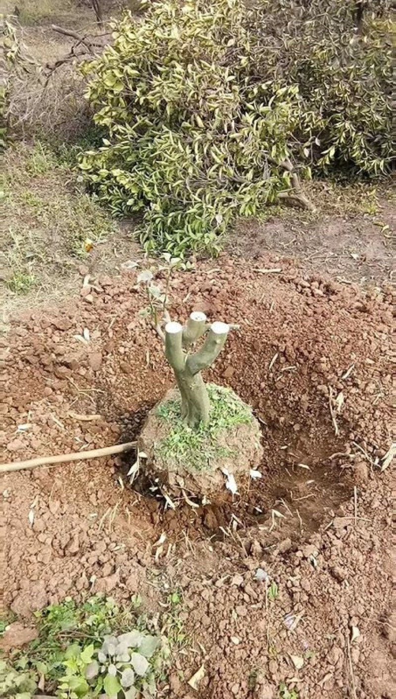 红橘桩头带土球