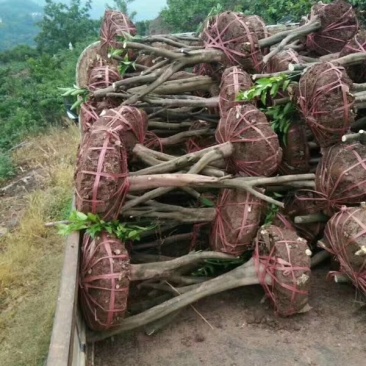 红橘桩头带土球