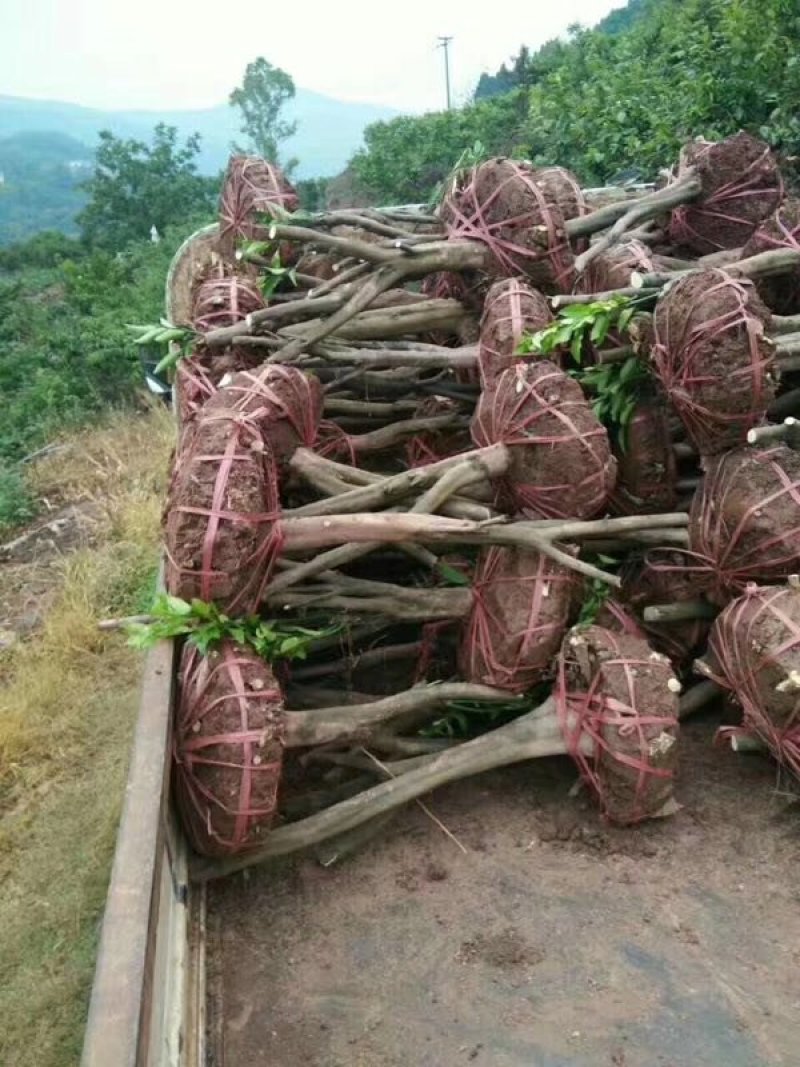 红橘桩头带土球