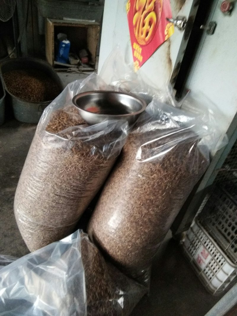 烘干黄粉虫，