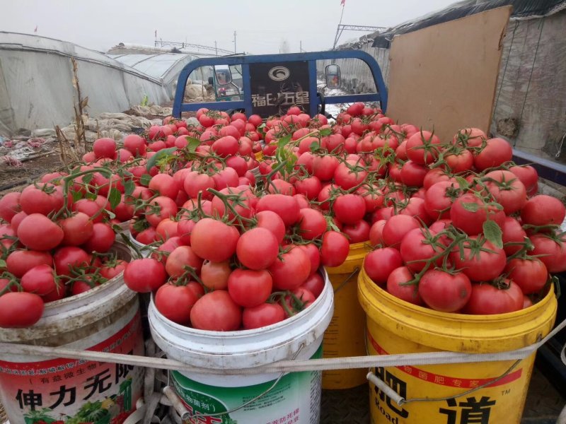 硬粉西红柿精品西红柿量大上市欢迎来电咨询