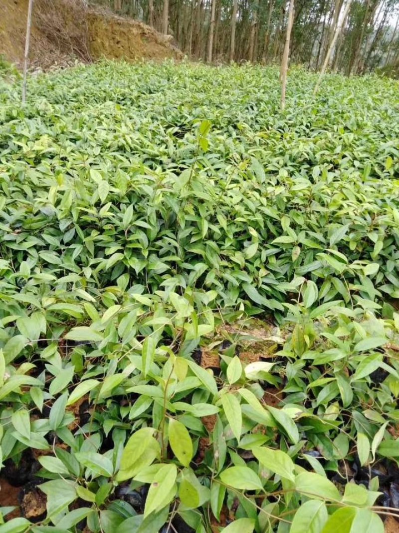 布福娜苗黑老虎苗粉红黑老虎树苗带营养杯发货
