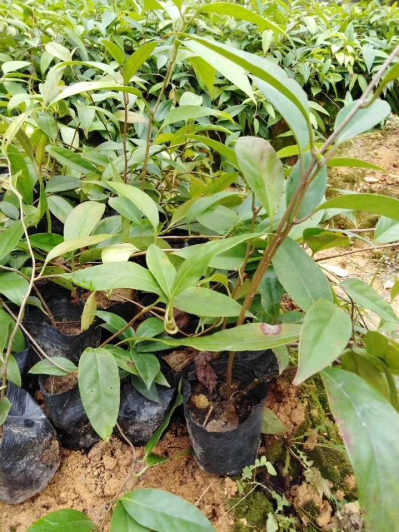 布福娜苗黑老虎苗粉红黑老虎树苗带营养杯发货