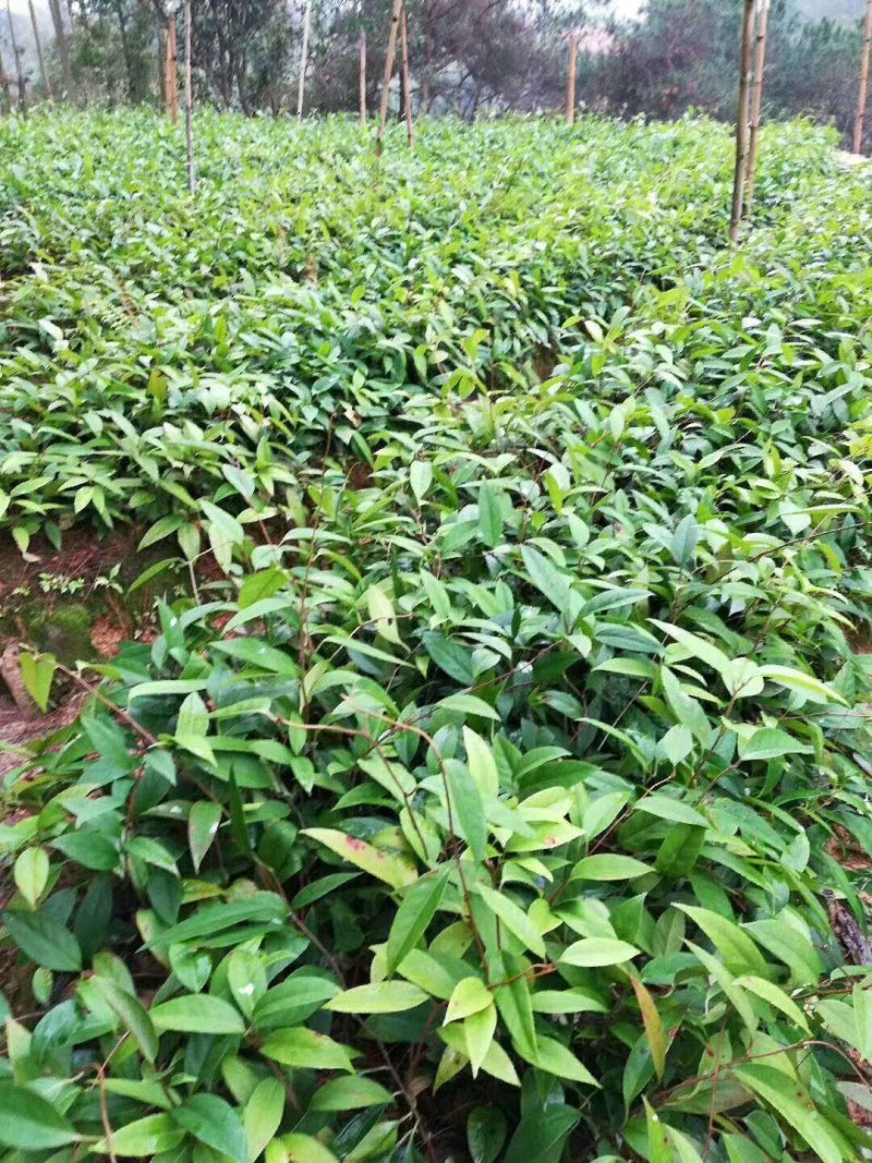 布福娜苗黑老虎苗粉红黑老虎树苗带营养杯发货
