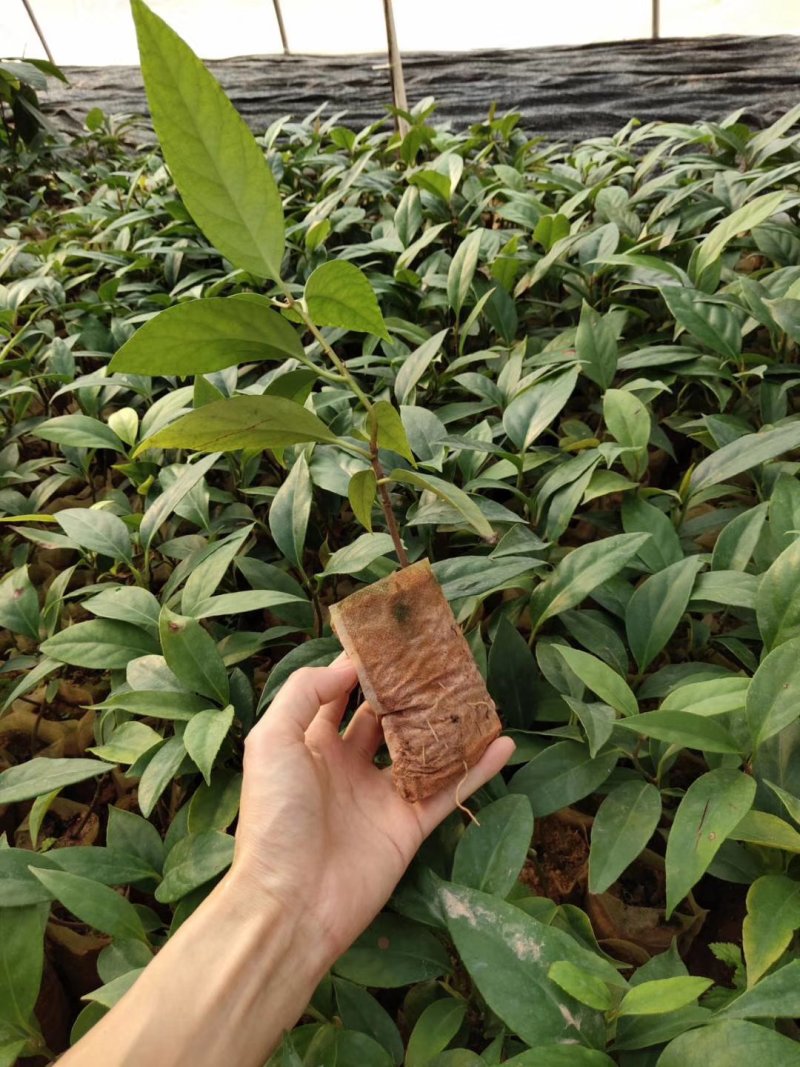 布福娜苗黑老虎苗粉红黑老虎树苗带营养杯发货