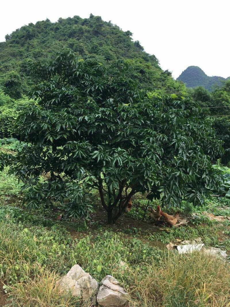 黄皮果树，绿化树冠幅三米，树冠球形，带土球包上车
