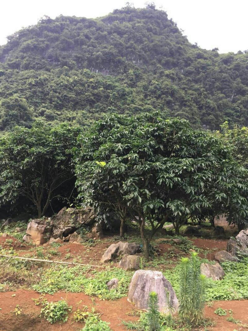 黄皮果树，绿化树冠幅三米，树冠球形，带土球包上车