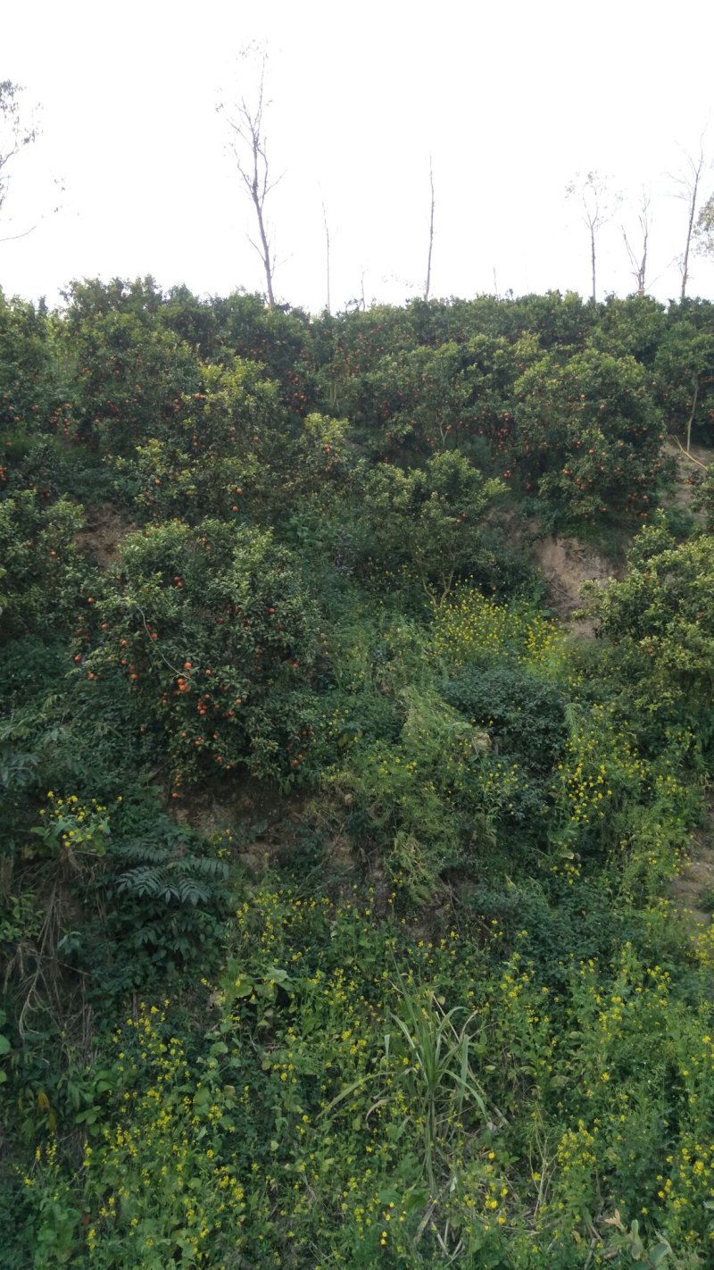 砂糖橘，