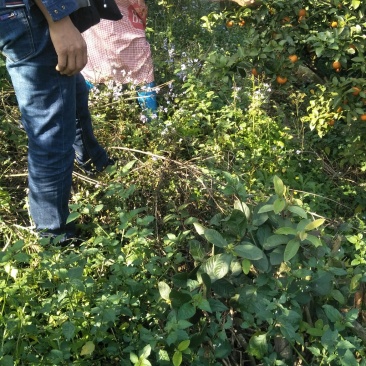 砂糖橘，