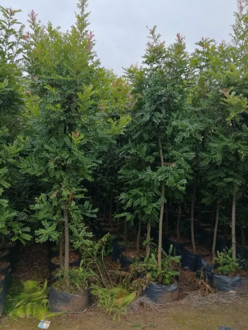 大量出售：小苗一3公分清香木