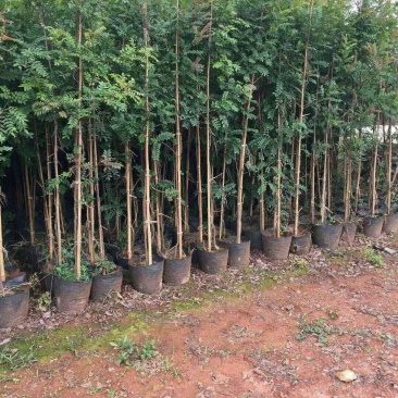 大量出售：小苗一3公分清香木