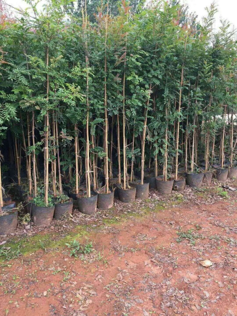 大量出售：小苗一3公分清香木