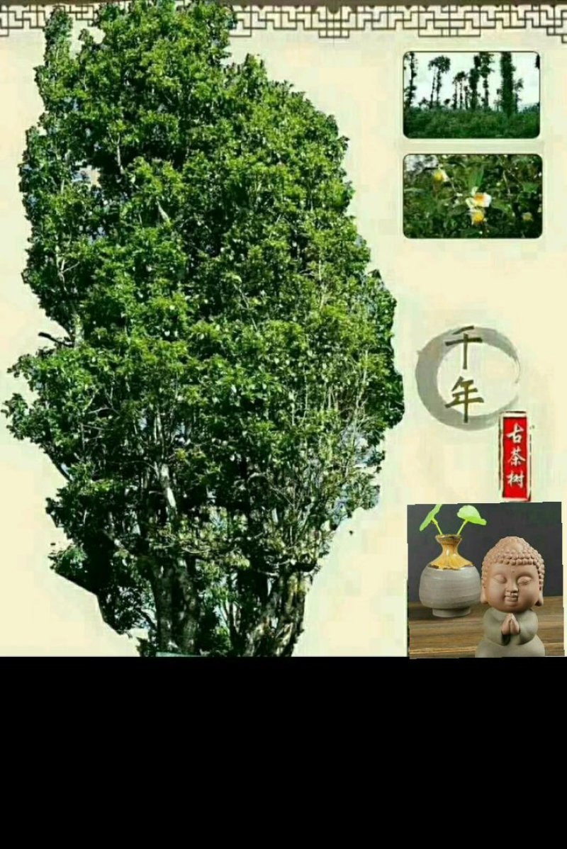 古茶甘露。